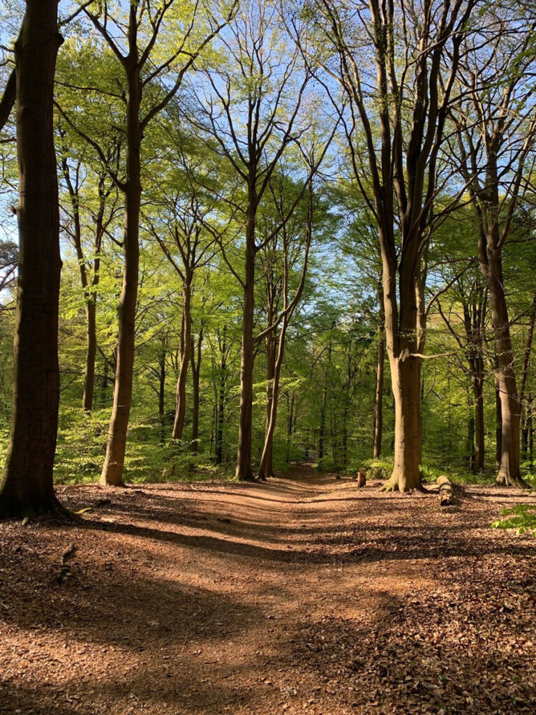 De Lochemse Berg